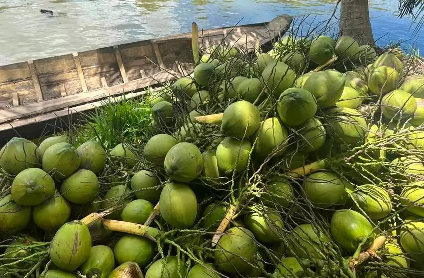 ĐỘ NGỌT CỦA DỪA VIỆT NAM VÀ VAI TRÒ TRONG CHẾ BIẾN XUẤT KHẨU