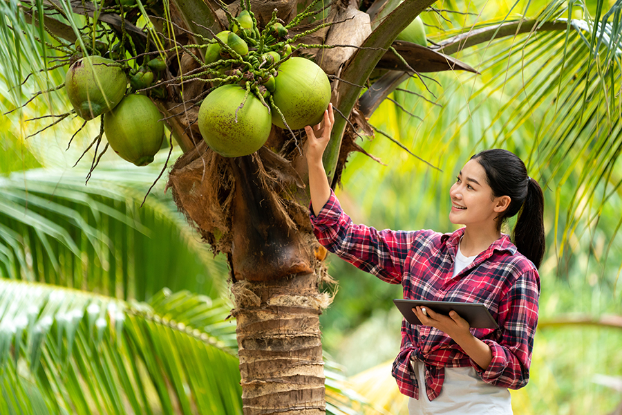 Nước dừa bao nhiêu calo?